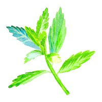 Rebaudioside A SoPureTM Stevia Leaf Extracts